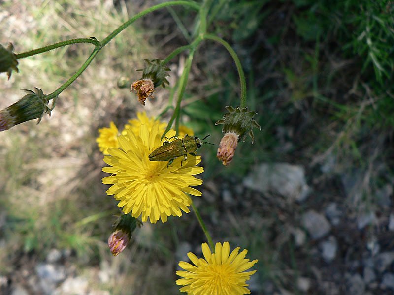 agrypnusmurinusadlocredespotagers.jpg