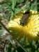agrypnusmurinusadlocredespotagers02_small.jpg