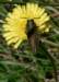 agrypnusmurinusadlocredespotagers03_small.jpg