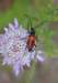 anoploderacordigeraleptureportecoeur_small.jpg