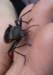 blapsmucronata02_small.jpg