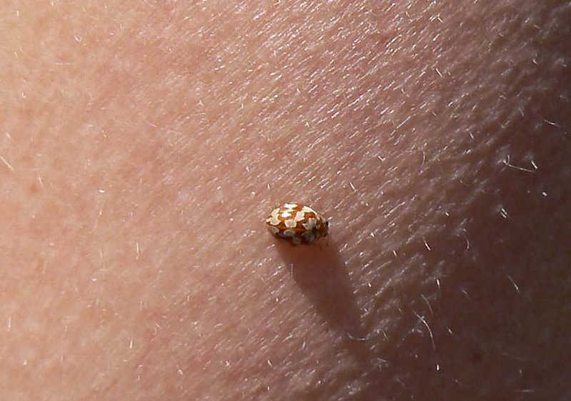 calviaquattuordecimguttatacoccinelle14macules.jpg