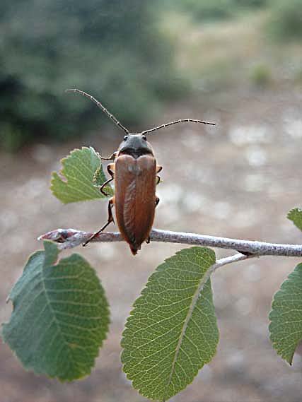 cebriogigascebriongant.jpg