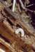 cerambyxcerdograndcapricorne_small.jpg