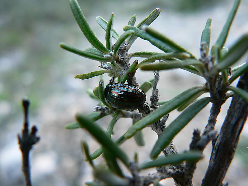 chrysolinaamericanachrysomleduromarin.jpg