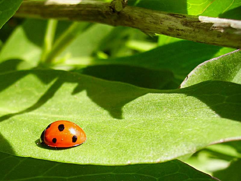 coccinellaseptempunctatacoccinelleseptpoints02.jpg