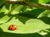 coccinellaseptempunctatacoccinelleseptpoints02_small.jpg