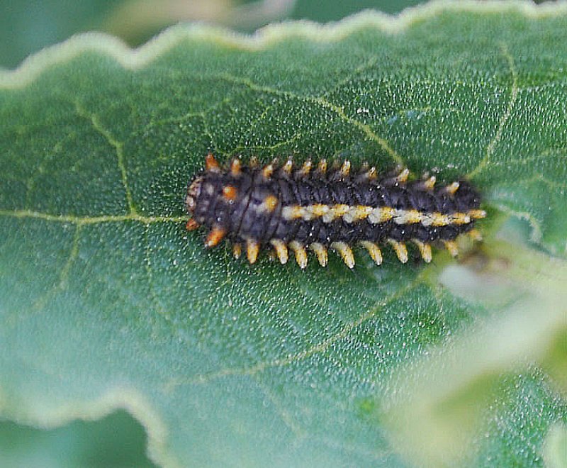 coccinellaseptempunctatacoccinelleseptpoints03.jpg