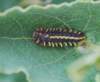 coccinellaseptempunctatacoccinelleseptpoints03_small.jpg