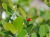 coccinellaseptempunctatacoccinelleseptpoints_small.jpg