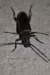 ergatesfaberergateforgeron02_small.jpg