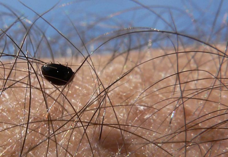 exochomusnigromaculatus.jpg