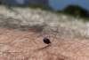 exochomusnigromaculatus02_small.jpg