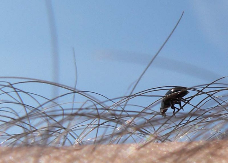 exochomusnigromaculatus03.jpg