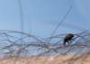 exochomusnigromaculatus03_small.jpg