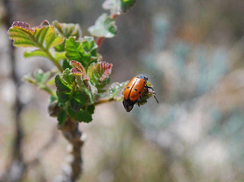 lachnaiapubescens.jpg