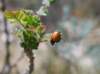 lachnaiapubescens_small.jpg