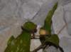 lampyrisnoctilucaverluisant03_small.jpg