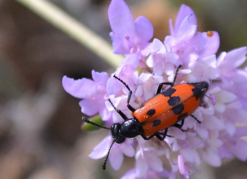 mylabrisvariabilismylabrevariable.jpg