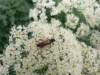necydalismajor02_small.jpg