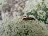 necydalismajor03_small.jpg