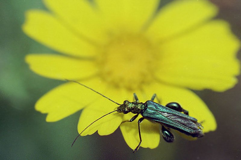 oedemeranobilisoedmrenoble02.jpg