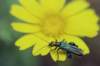 oedemeranobilisoedmrenoble02_small.jpg