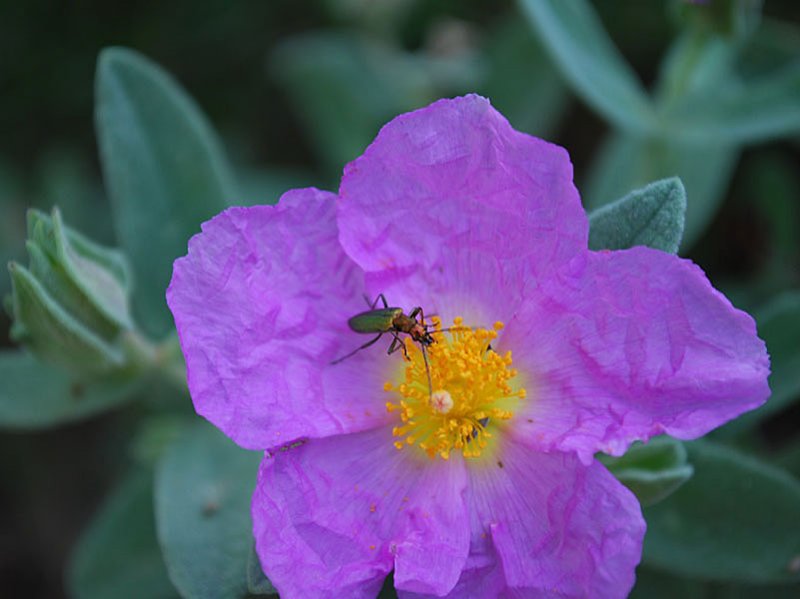 oedemeranobilisoedmrenoble03.jpg