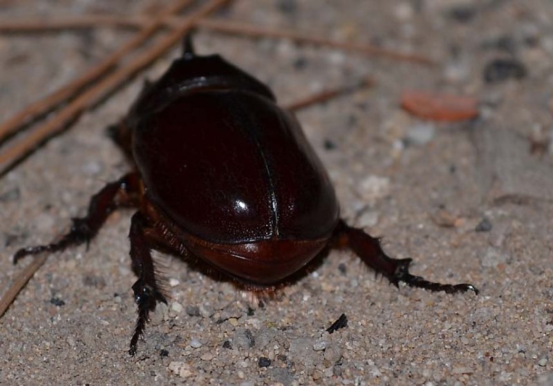 oryctesnasicornisrhinocros03.jpg