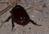 oryctesnasicornisrhinocros03_small.jpg