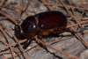 oryctesnasicornisrhinocros04_small.jpg