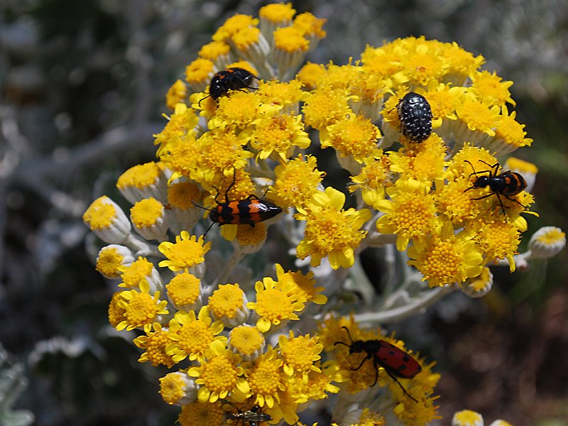 oxythyreafunestamylabrisquadripunctatatrichodesalveariusoedemeranobilis.jpg