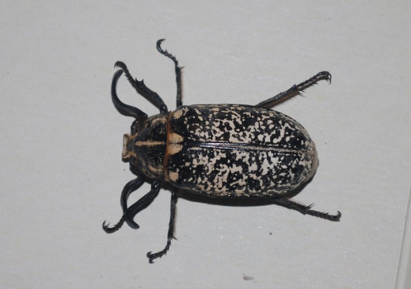 polyphyllafullohannetonfoulon.jpg