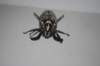 polyphyllafullohannetonfoulon02_small.jpg