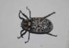 polyphyllafullohannetonfoulon_small.jpg