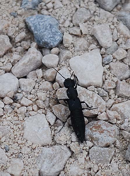 staphylinusolens.jpg