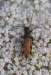 stenopterusrufus_small.jpg