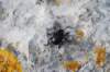 timarchatenebricosacrachesang02_small.jpg