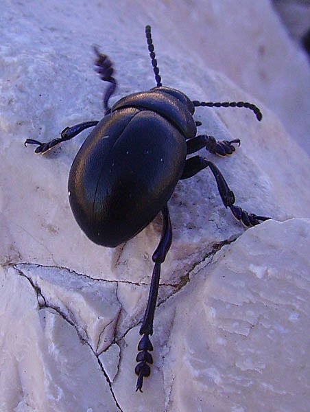 timarchatenebricosacrachesang04.jpg