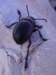 timarchatenebricosacrachesang04_small.jpg