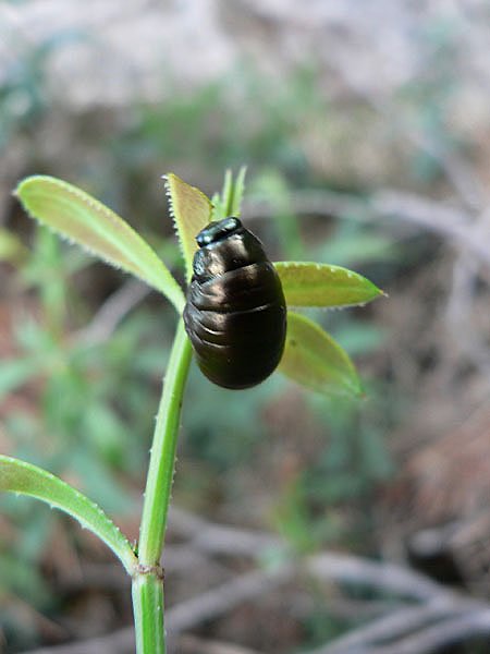 timarchatenebricosacrachesang05.jpg