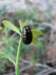 timarchatenebricosacrachesang05_small.jpg