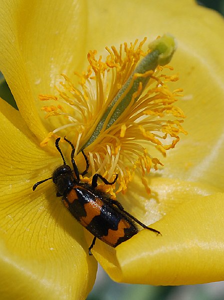 trichodesapiariusclairondesabeilles.jpg