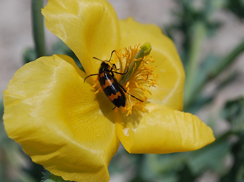 trichodesapiariusclairondesabeilles04.jpg