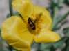 trichodesapiariusclairondesabeilles04_small.jpg