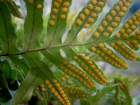 polypodiumvulgarepolypodeduchnephoto4_small.jpg