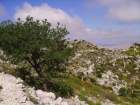 acermonspessulanumerabledemontpellierphoto02_small.jpg