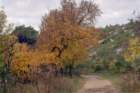 acermonspessulanumerabledemontpellierphoto03_small.jpg