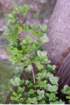 acermonspessulanumerabledemontpellierphoto04_small.jpg