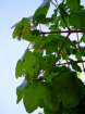 acermonspessulanumerabledemontpellierphoto05_small.jpg